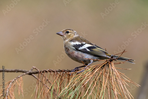 female house sparrow