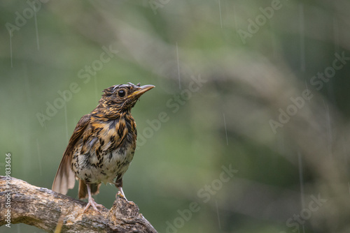 Thrush in the rain