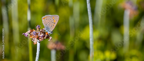 winged fire red butterfly, Balkan Copper, Lycaena candens photo