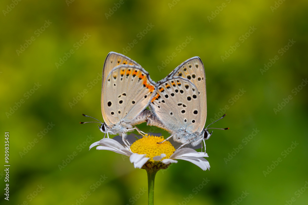 mating butterfly pair on daisy, Purple-shot Copper, Lycaena alciphron mating butterfly pair on daisy, Purple-shot Copper, Lycaena alciphron