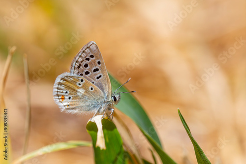 tiny blue butterfly feeding on grass, Gavarnie Blue, Polyommatus pyrenaicus photo