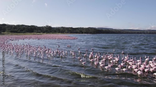 Low flying drone shots tracking flamingos along the shores of Lake Elementaita in Kenya photo