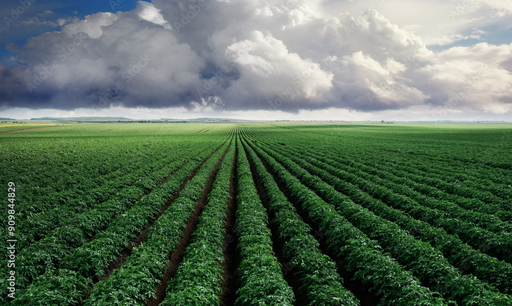 Landscape of expansive green field under dramatic cloudy skies Landscape of expansive green field under dramatic cloudy skies