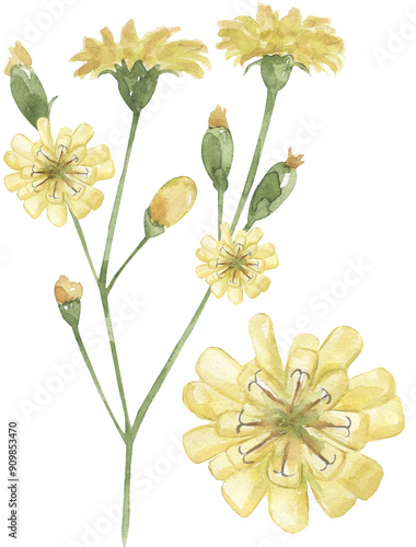 Watercolor yellow nipplewort flower illustration set, meadow flowers clipart photo