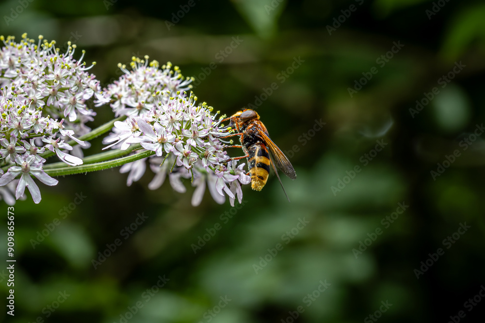 A hoverfly perched on a flower, with a shallow depth of field A hoverfly perched on a flower, with a shallow depth of field