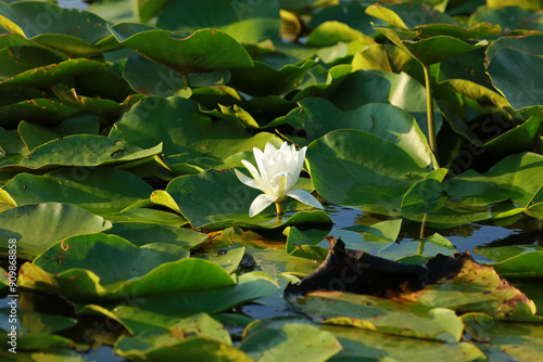 European white water lily in the Danube Delta, Romania