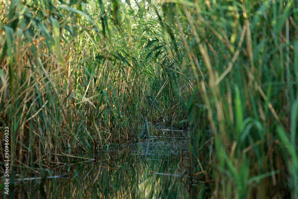 Landscape with water rushes in the Danube Delta, Romania Landscape with water rushes in the Danube Delta, Romania