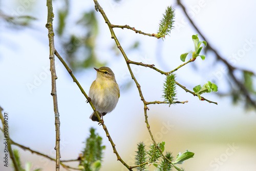 The common chiffchaff (Phylloscopus collybita) sitting on branch photo