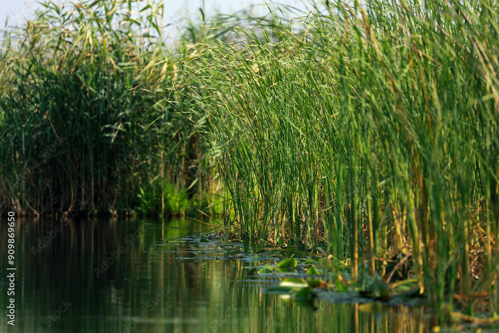 Ταπετσαρία Landscape with reeds and water rushes in the Danube Delta, Romania