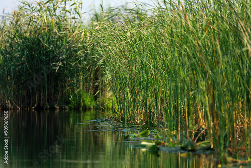 Картината върху платно Landscape with reeds and water rushes in the Danube Delta, Romania