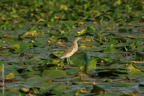 Squacco heron in the Danube Delta, Romania