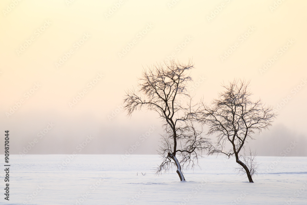 Fototapeta premium Lonely trees on clean background in wintertime