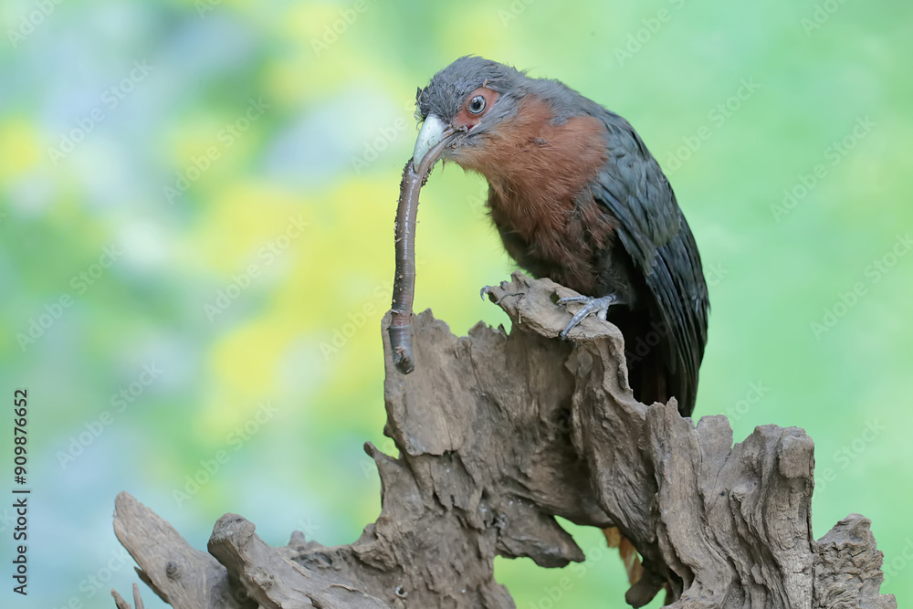 A young chestnut-breasted malkoha is preying on a large earthworm. This beautifully colored bird has the scientific name Phaenicophaeus curvirostris. A young chestnut-breasted malkoha is preying on a large earthworm. This beautifully colored bird has the scientific name Phaenicophaeus curvirostris.