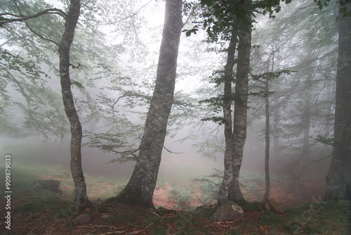 View of the Irati forest shrouded in dense fog in Navarra