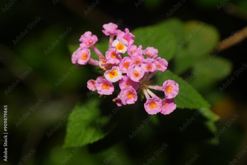 The common lantana, Lantana camara, is a species of flowering plant in the verbena family (Verbenaceae). It is widely grown as an ornamental plant due to its vibrant and colorful flowers. |馬纓丹 The common lantana, Lantana camara, is a species of flowering plant in the verbena family (Verbenaceae). It is widely grown as an ornamental plant due to its vibrant and colorful flowers. |馬纓丹