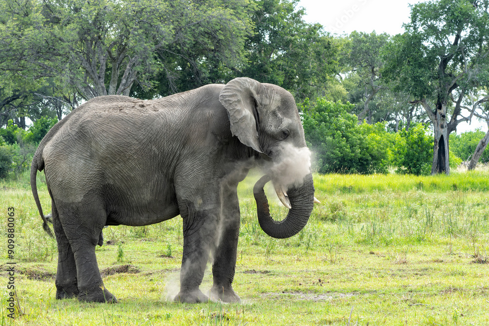 Obraz premium Elephant bull walking and feeding on the plains in the Okavango Delta in Botswana.