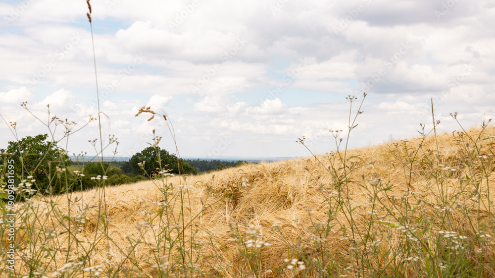 Fototapeta premium Close up barley field, ready to harvest. Some trees and bushes in the background, cloudy sky. Agriculture, nature, farmland, ripe barley and rural scene in Hessen Germany.