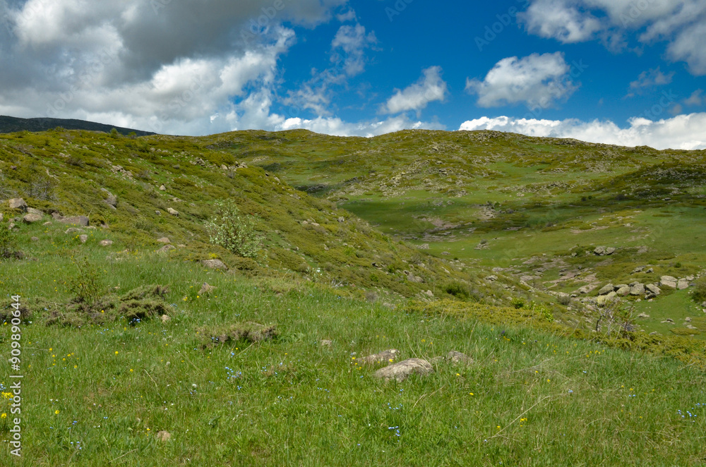 Φωτογραφία meadows, rocks and alpine vegetation on the slopes of Mount Aragats (Aragatsotn