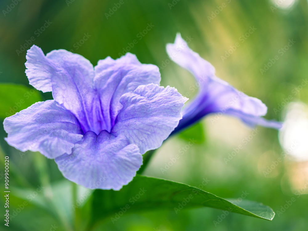 Εκτύπωση καμβά Close-up of beautiful purple Ruellia tuberosa flower, macro