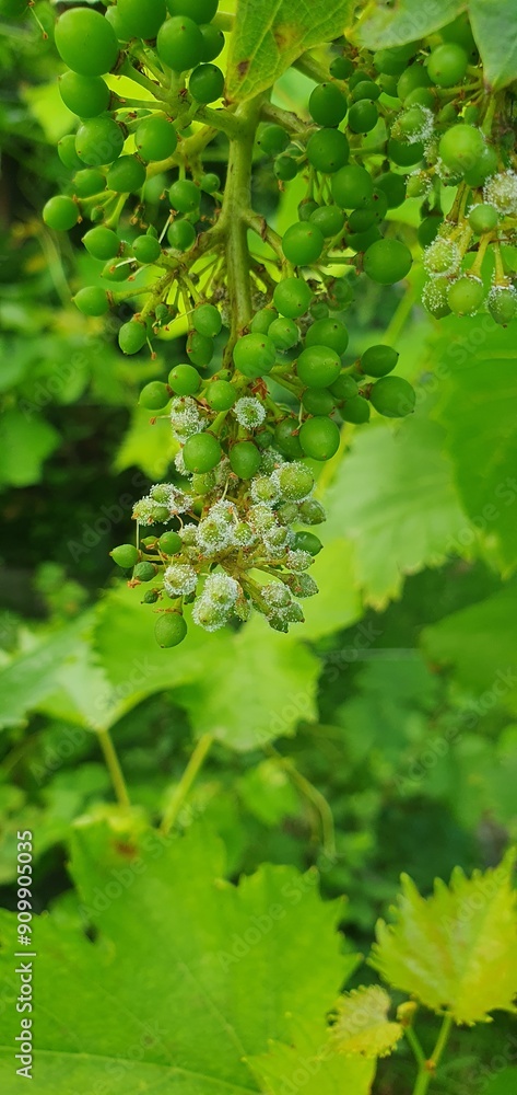 Falscher Mehltau Weinrebe Falscher Mehltau Weinrebe
