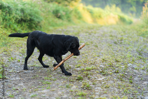 A black playful Labrador dog on a forest road with a stick. A pet in natural surroundings. The joy of a dog's life..