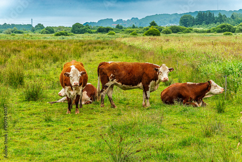 Cattle in Kongens kaer nature reserve recreational area close to Vejle, Denmark photo