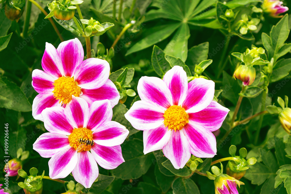 Φωτογραφία Colorful dahlia flowers on a background of the autumn landscape