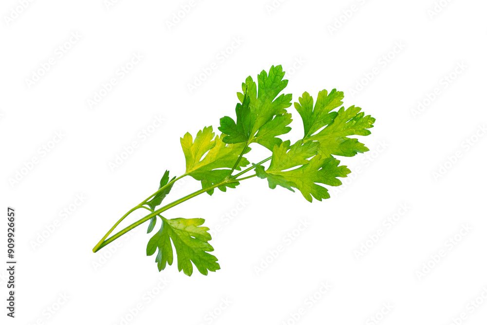 Parsley herb isolated on white background. Parsley leaf top view. Parsley herb isolated on white background. Parsley leaf top view.
