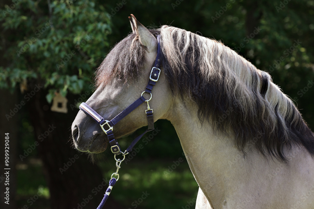 Rocky Mountain Horse Portrait in farm