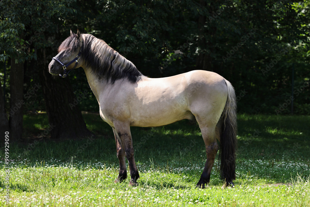 Rocky Mountain Horse Portrait in farm