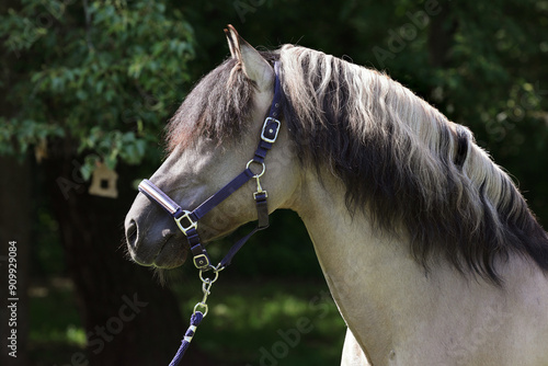 Obraz na płótnie Rocky Mountain Horse Portrait in farm w salonie