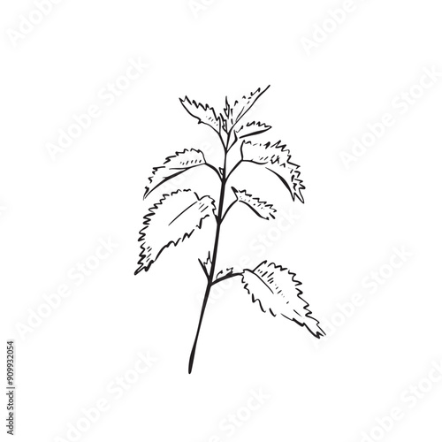 A stinging nettle drawn by hand and vectorised. A black and white weed, Line drawn plant with leaves.