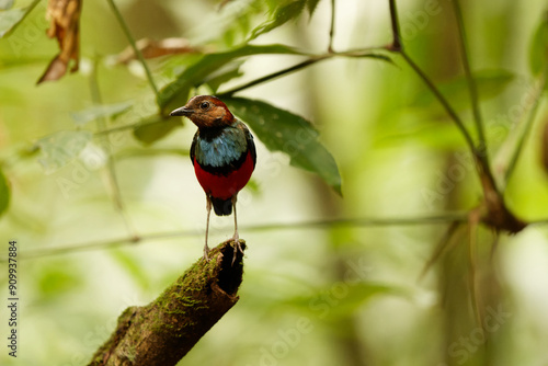 The Sulawesi pitta (Erythropitta celebensis) is a species of pitta.It is endemic to Indonesia where it occurs in Sulawesi. photo