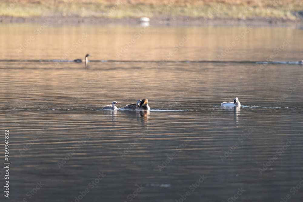 swallow, bird, nature, wildlife, animal, branch, wild, beak, flycatcher, sparrow, avian, tree, robin, songbird, feather, titmouse, wing, feathers, small, birds, green, white, tufted, wings, spring