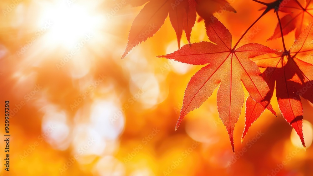Sunlit red maple leaves during autumn season, close-up Sunlit red maple leaves during autumn season, close-up