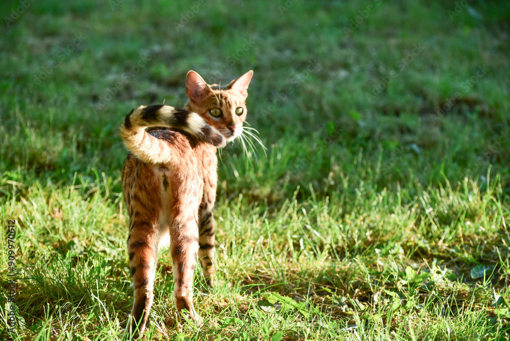 Φωτογραφία Portrait of bengal cat sitting in the garden in summer, pet photo