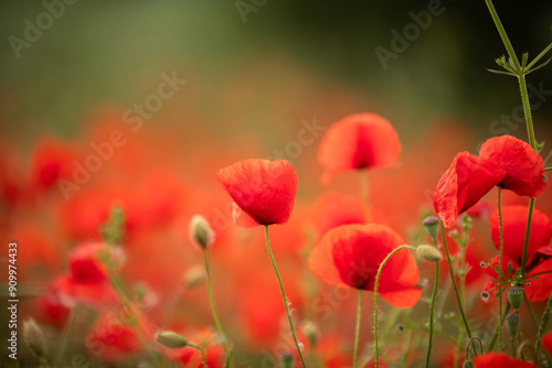 red flowers photo