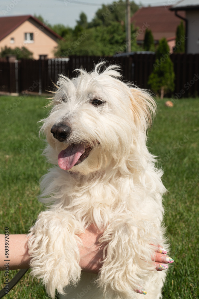 Happy White Terrier Enjoying Petting on a Sunny Day Happy White Terrier Enjoying Petting on a Sunny Day