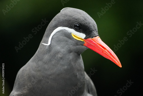 inca tern