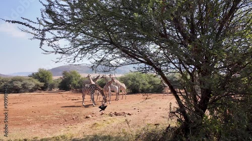 Savannah Skyline At Pilanesberg National Park In North West South Africa. African Animals Landscape. Pilanesberg National Park. Pilanesberg National Park At North West South Africa. Big Five Animals. photo