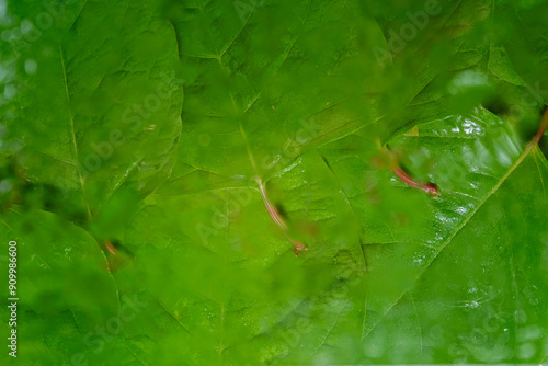 Macro photo of a defocused green leaves Fallopia japonica. Blur and selective focus photo