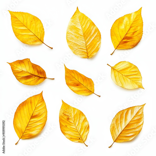 golden colors of autumn isolated on white background, detailed, png