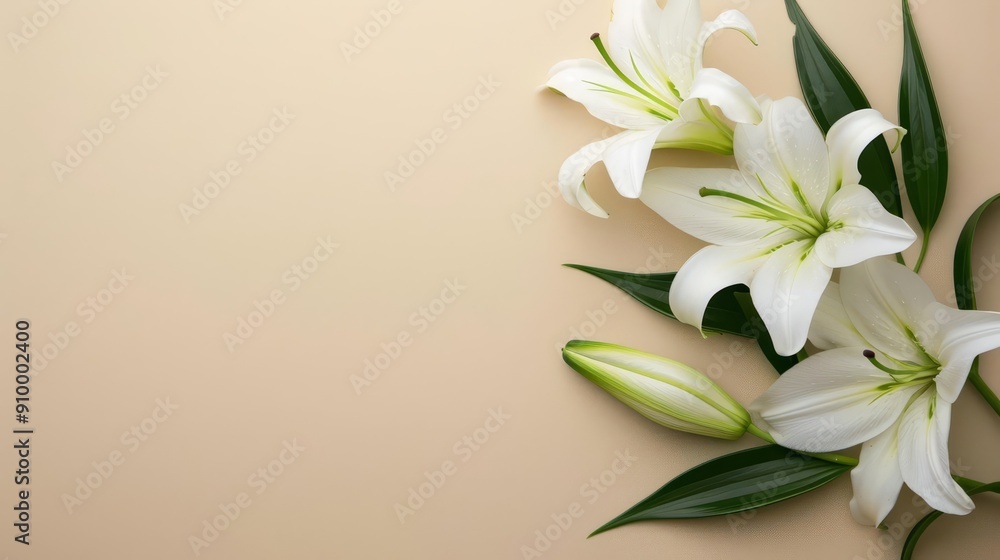 White lilies with green leaves on a beige background White lilies with green leaves on a beige background