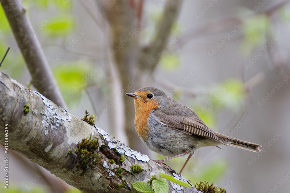 Fototapeta premium le rouge gorge familier