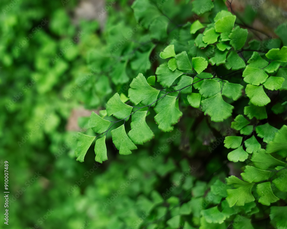 green leaves background green leaves background