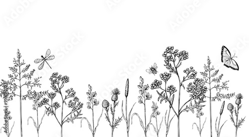Set of meadow dry plants. Squirrel's tail grass, Millet Grass vector. Hand painted graphic setaria viridis, Milium effusum isolated on background. Botanical, Medicinal and Herbal illustration. For