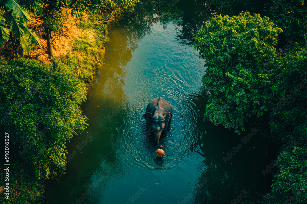 Asian elephants bathing in the river in the forest at sunset, Asian elephants bathing in the river in the forest at sunset,