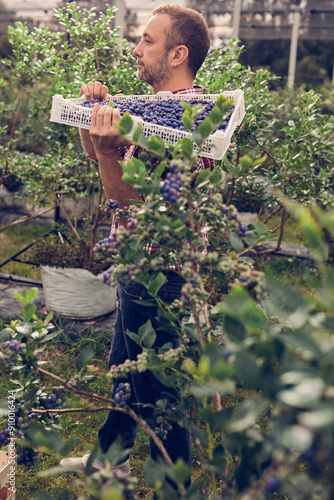 Farmer with fresh blueberries on a farm.