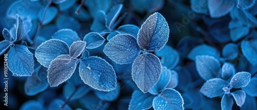 Close-up of vibrant blue leaves showing intricate details and unique textures, perfect for nature and botanical themed projects.