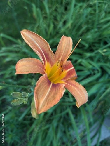 Orange lily close-up